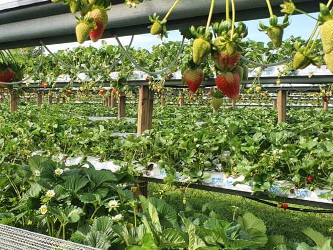 Black Stump Berry Farm - Guardian Monitor Connect and Pro Controller case study