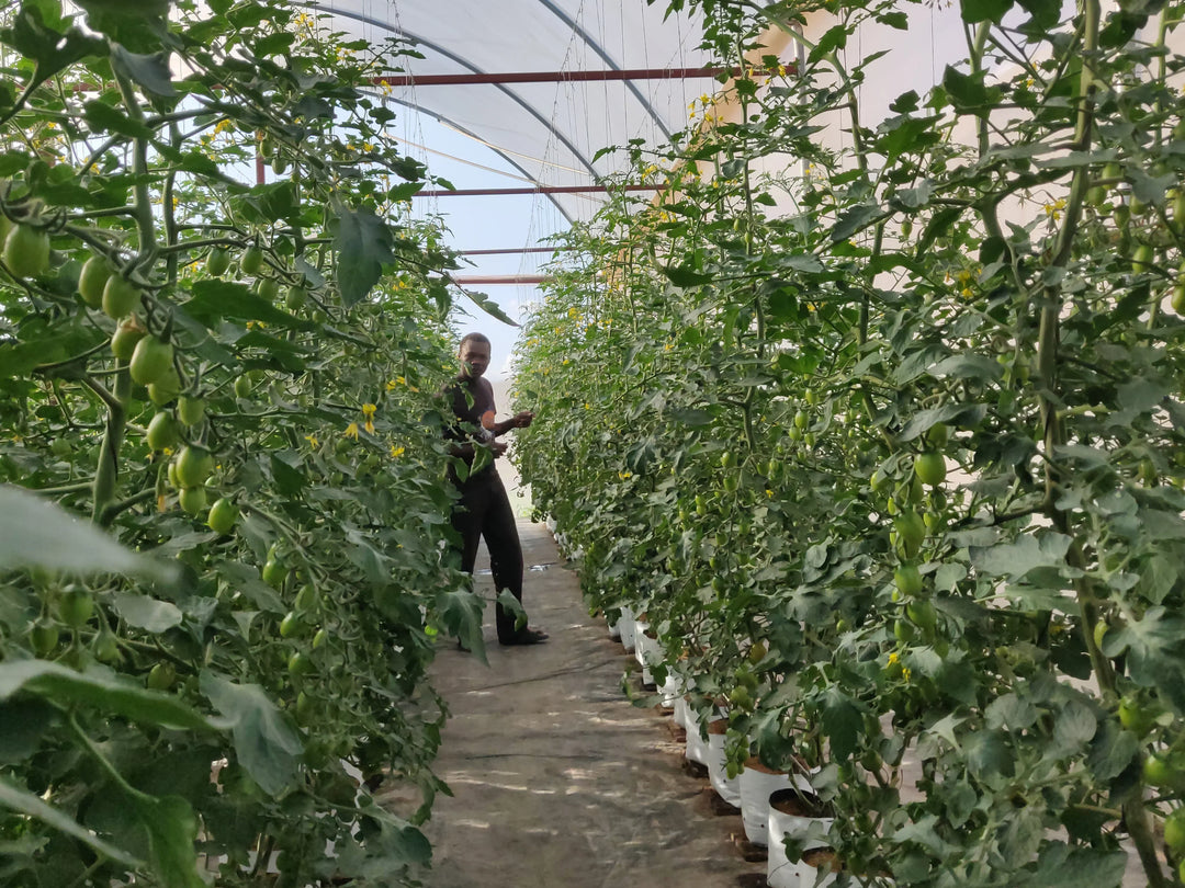 Greenhouse grower in Kenya - Pro Controller case study