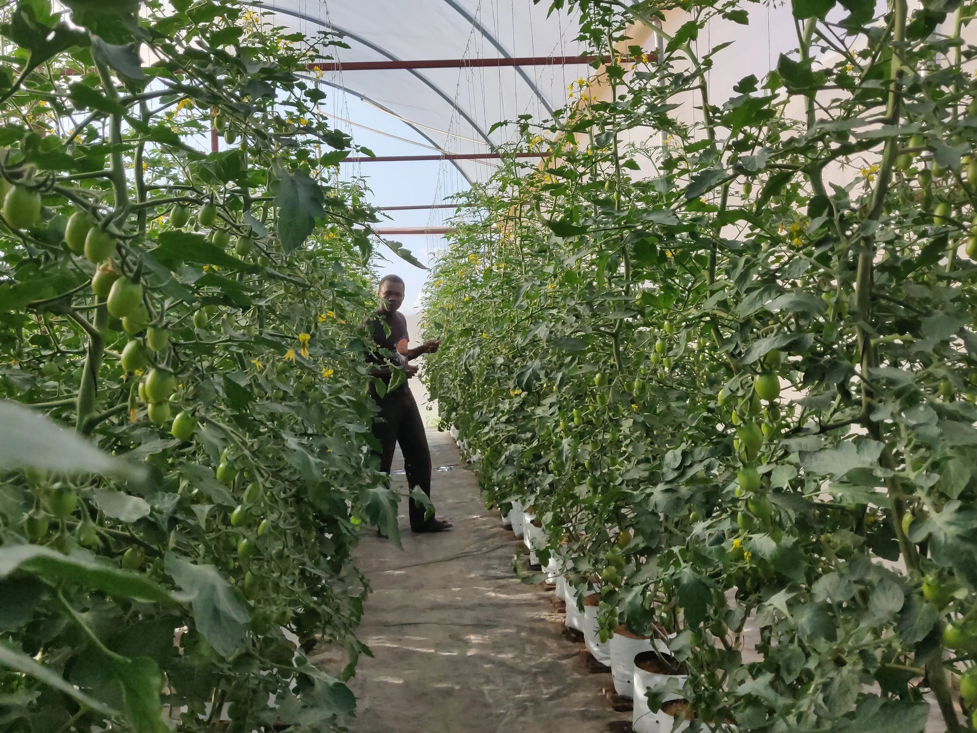 Greenhouse grower in Kenya - Pro Controller case study