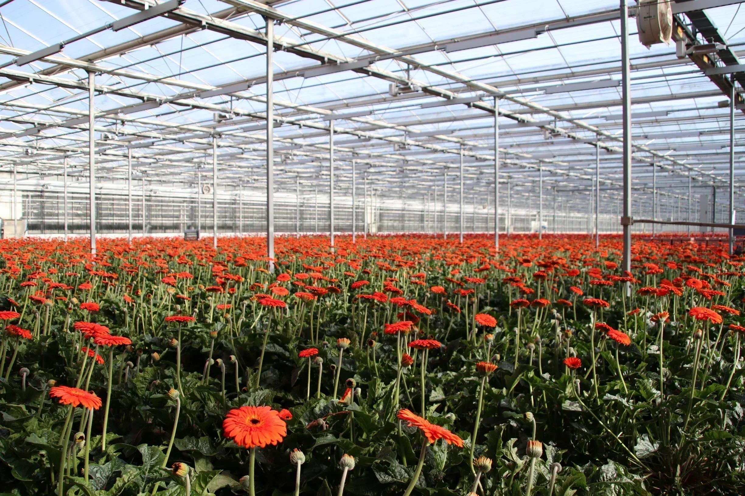 CEA for cannabis and ornamental flowers – Part II – Bluelab USA