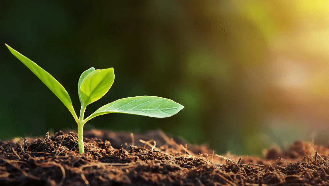 A grower’s guide to soil fundamentals