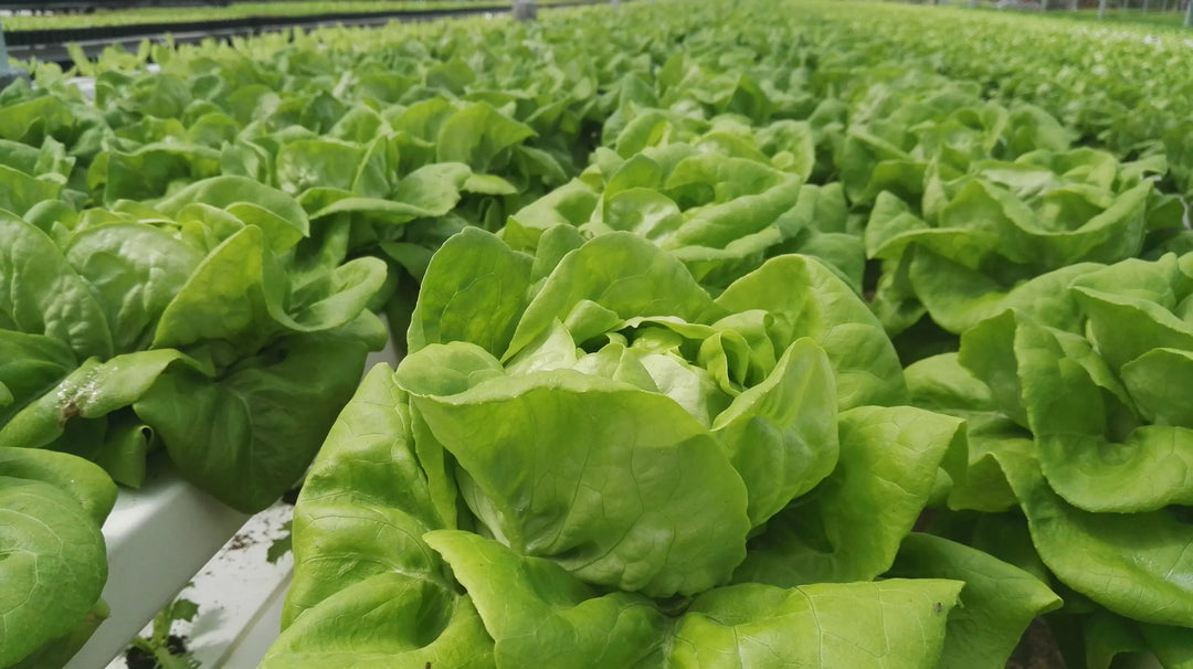 CEA for Short-Cycle Leafy Green Crops – Part 1