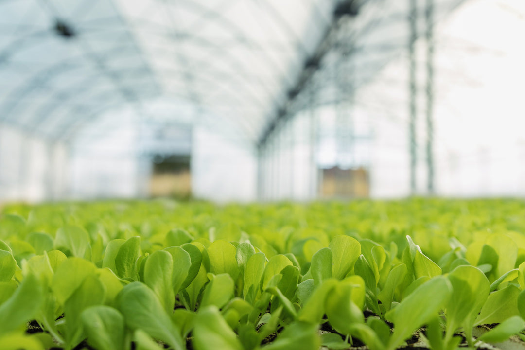 pH, EC and Temperature - Measuring and adjusting your fundamental parameters