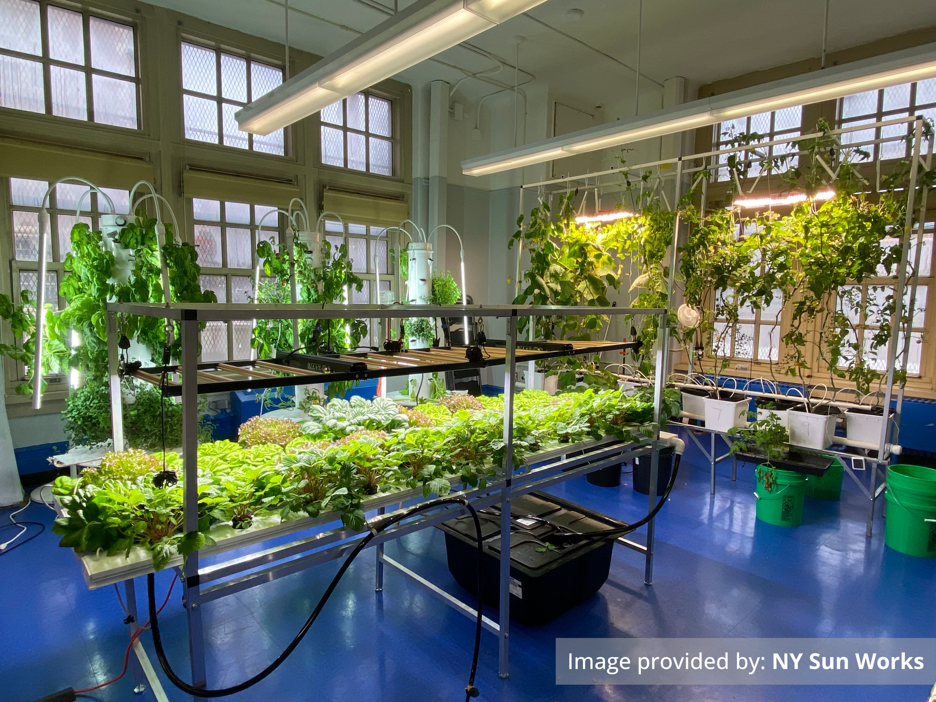 Cultivating Future Scientists: How NY Sun Works Inspires Students with Hydroponics