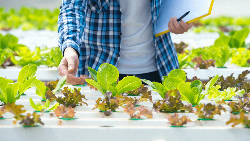 Common nutrient deficiencies in plants and how to fix them