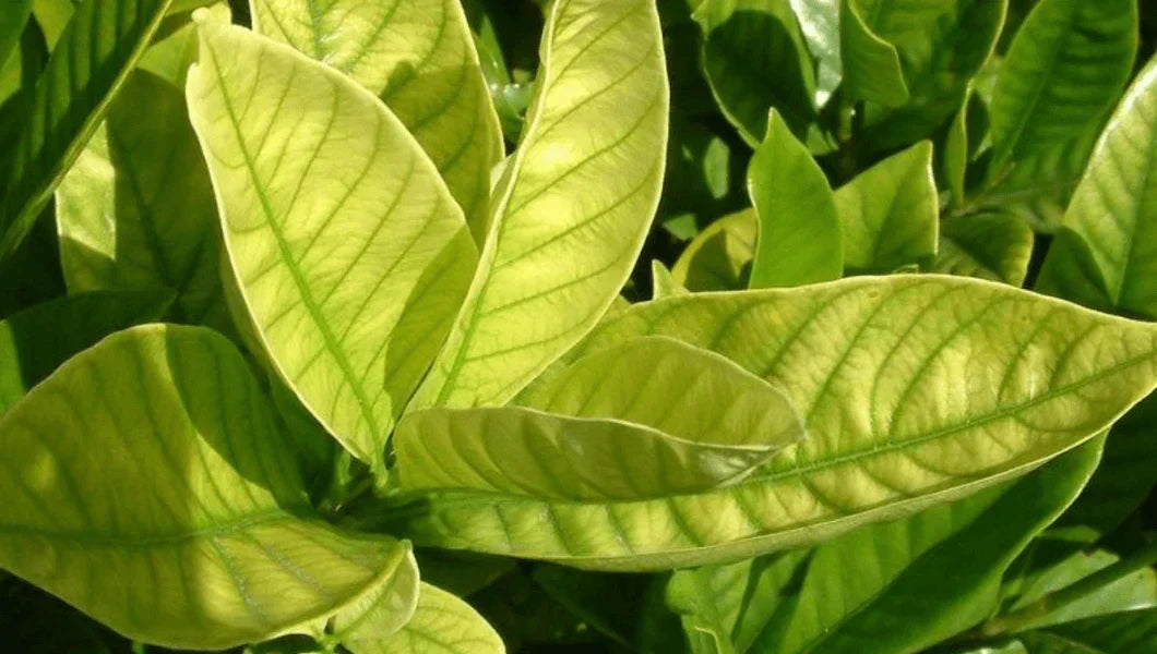 How to identify and fix an iron deficiency