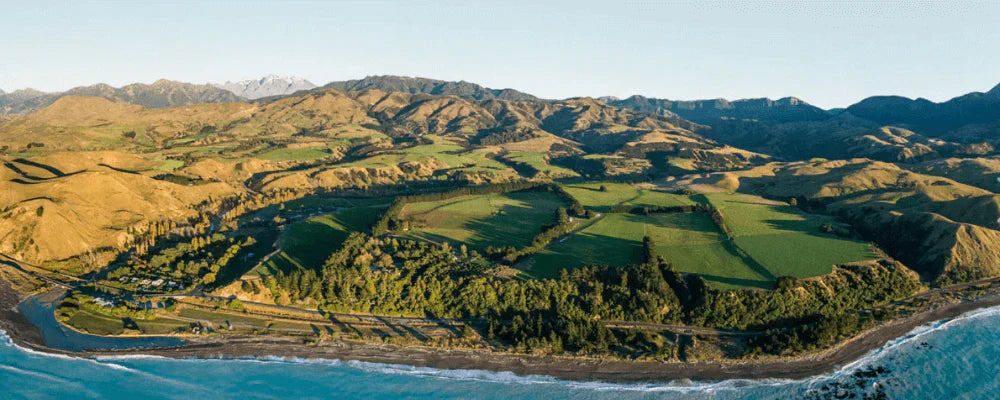 From seed to sale. Growing organic licensed medicinal cannabis with Bluelab - Puro Organics