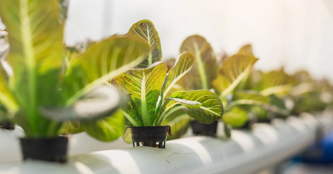 What is Controlled Environment Agriculture (CEA)?