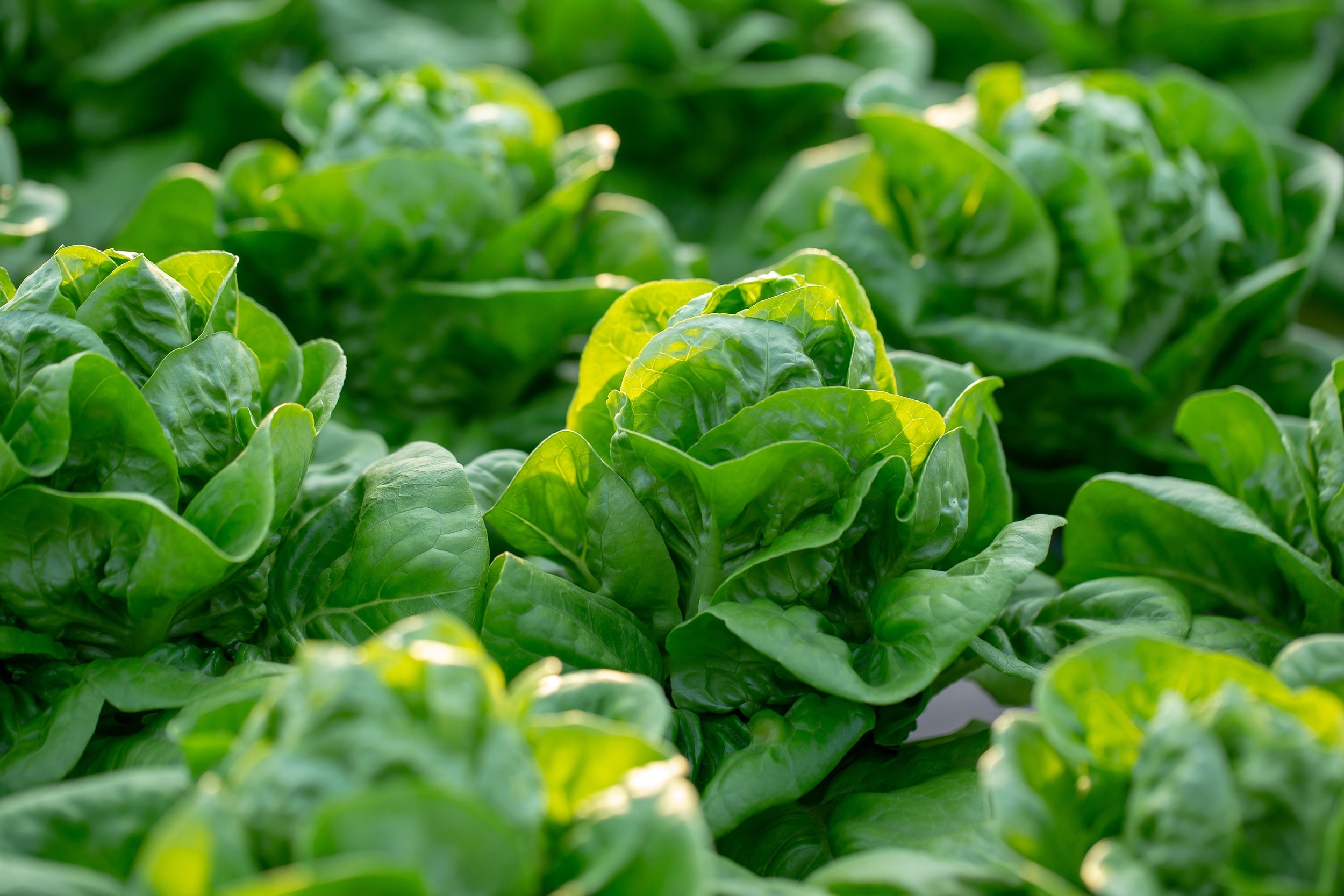 Lettuces growing hydroponically