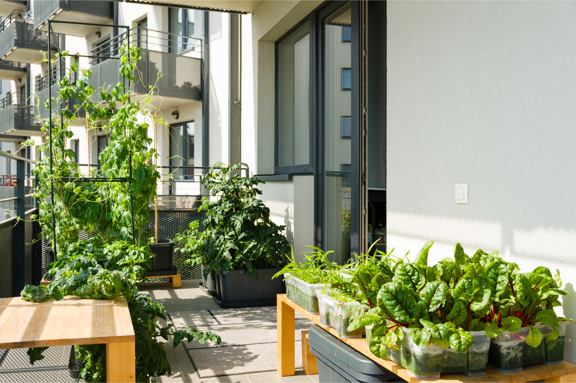 Home Grow