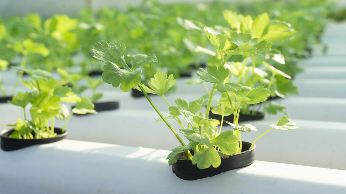 How to recognise and fix nutrient burn