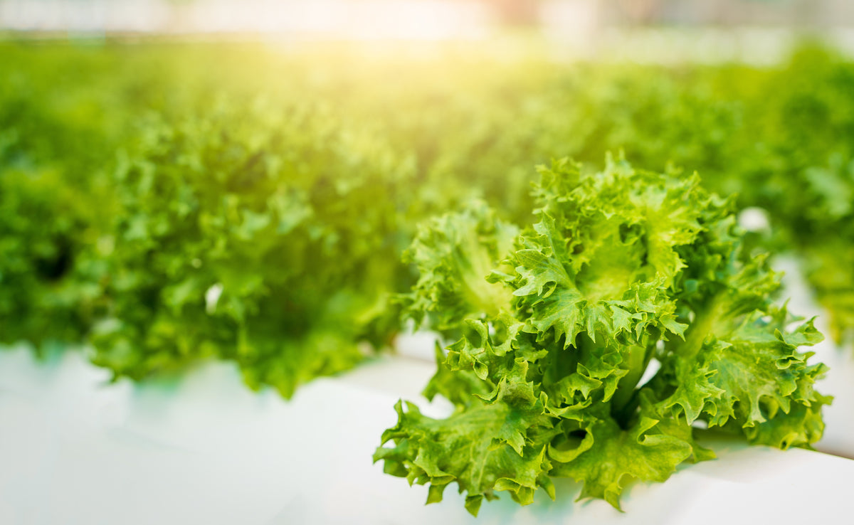 Mary's Land Farm - Pro Controller case study