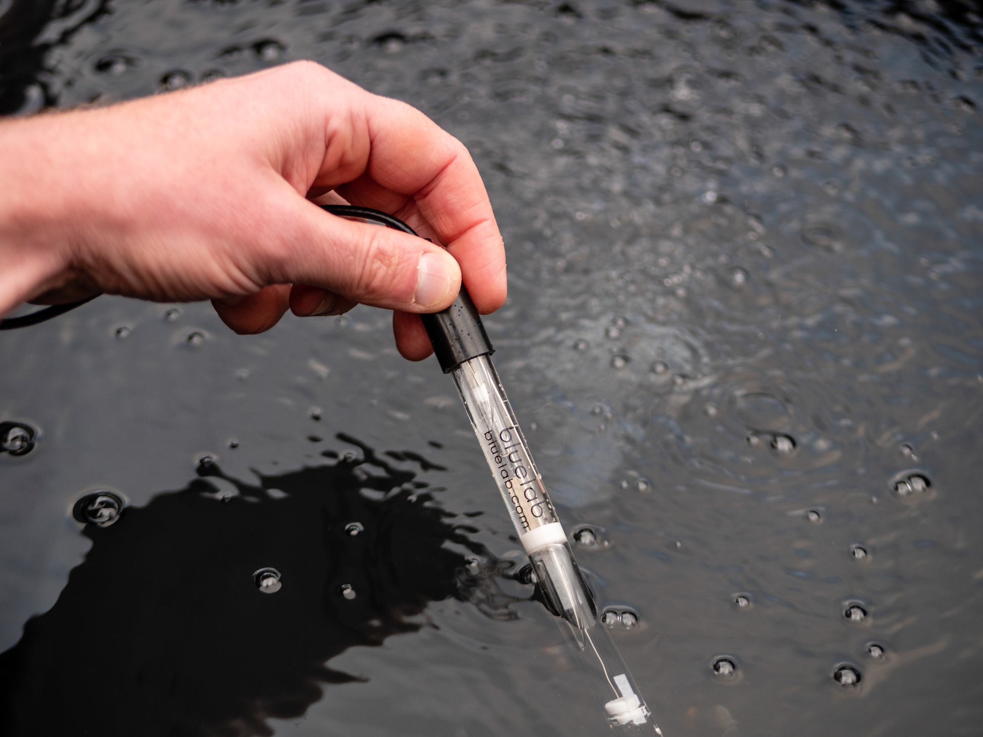 Bluelab pH Probe
