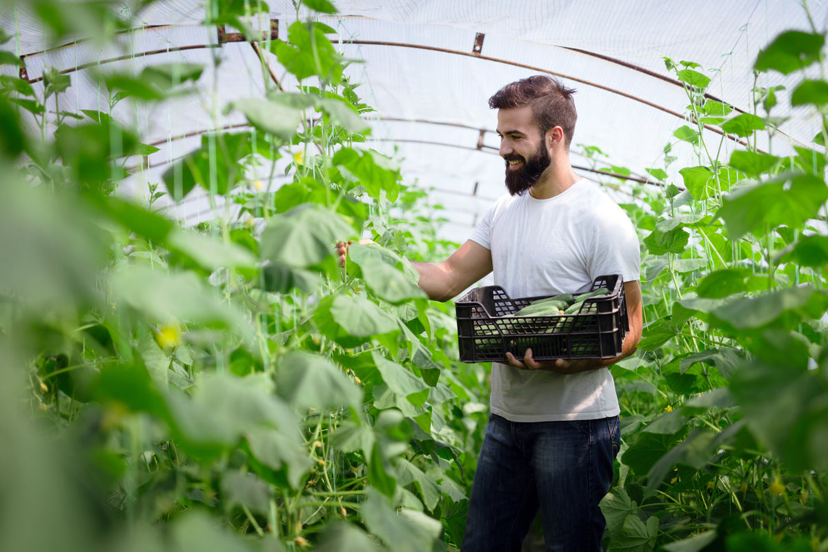Man holding a crate of vegetables in a greenhouse