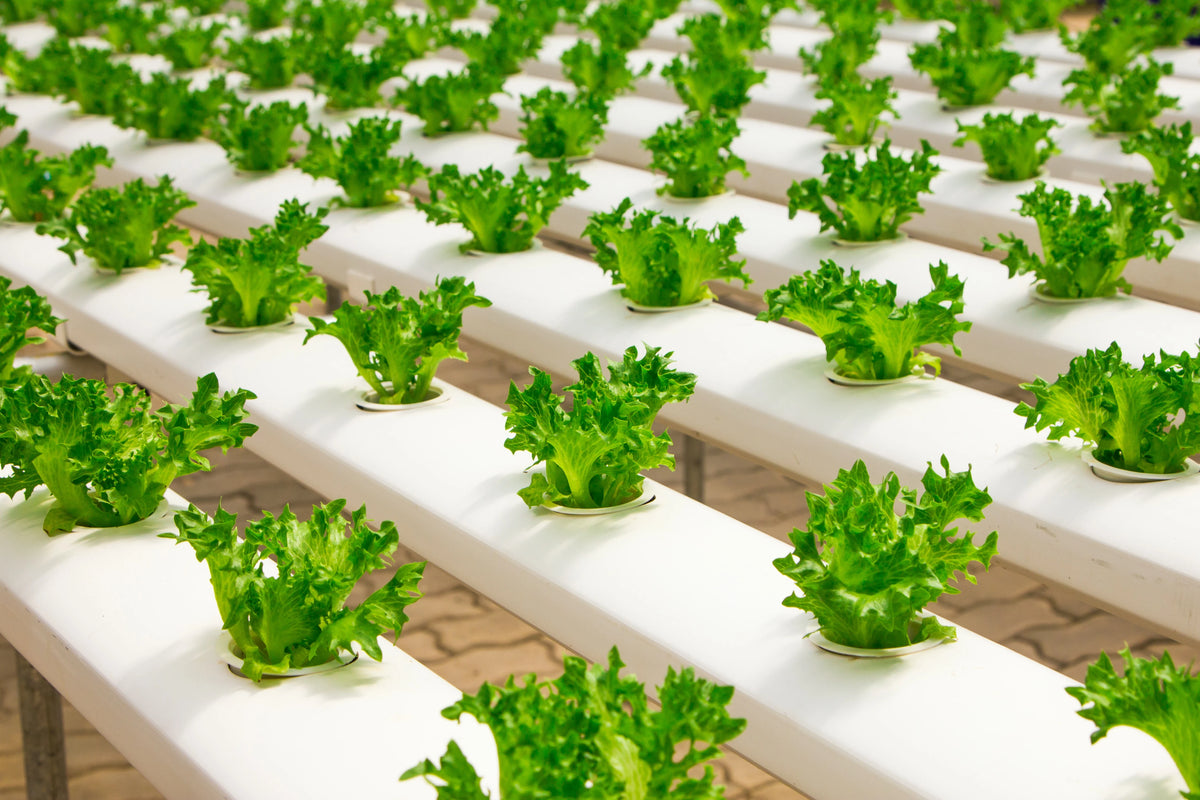 7 tips for a successful hydroponic growing system 