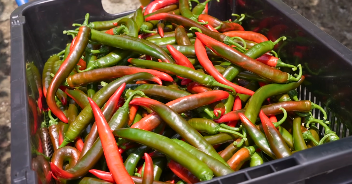 Data-led Crop Steering in Open-Field Chilli with Teratak Perpateh Farm (Malaysia)