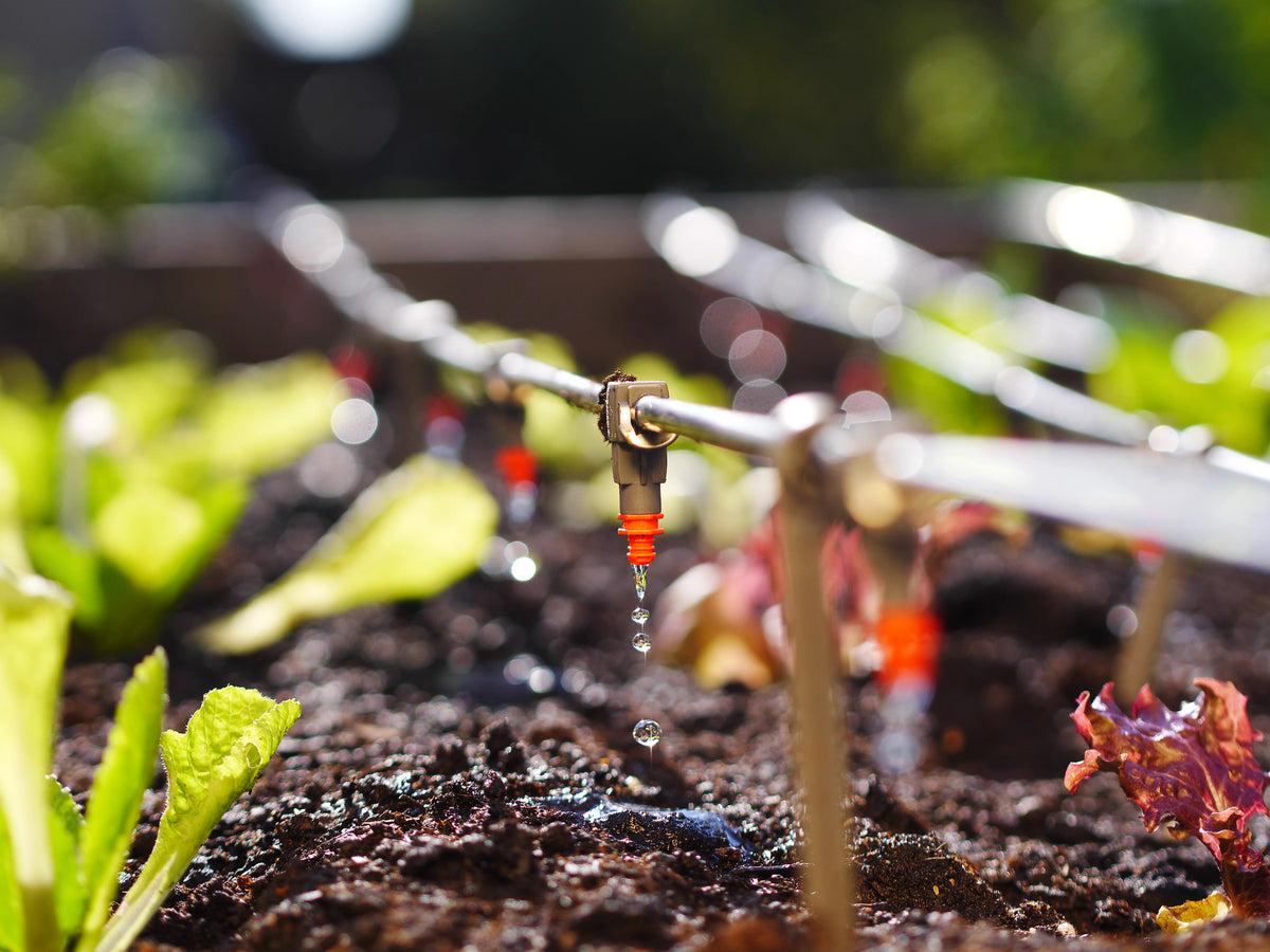 Agricultural irrigation in South Africa: A Q&A with Cherry Irrigation