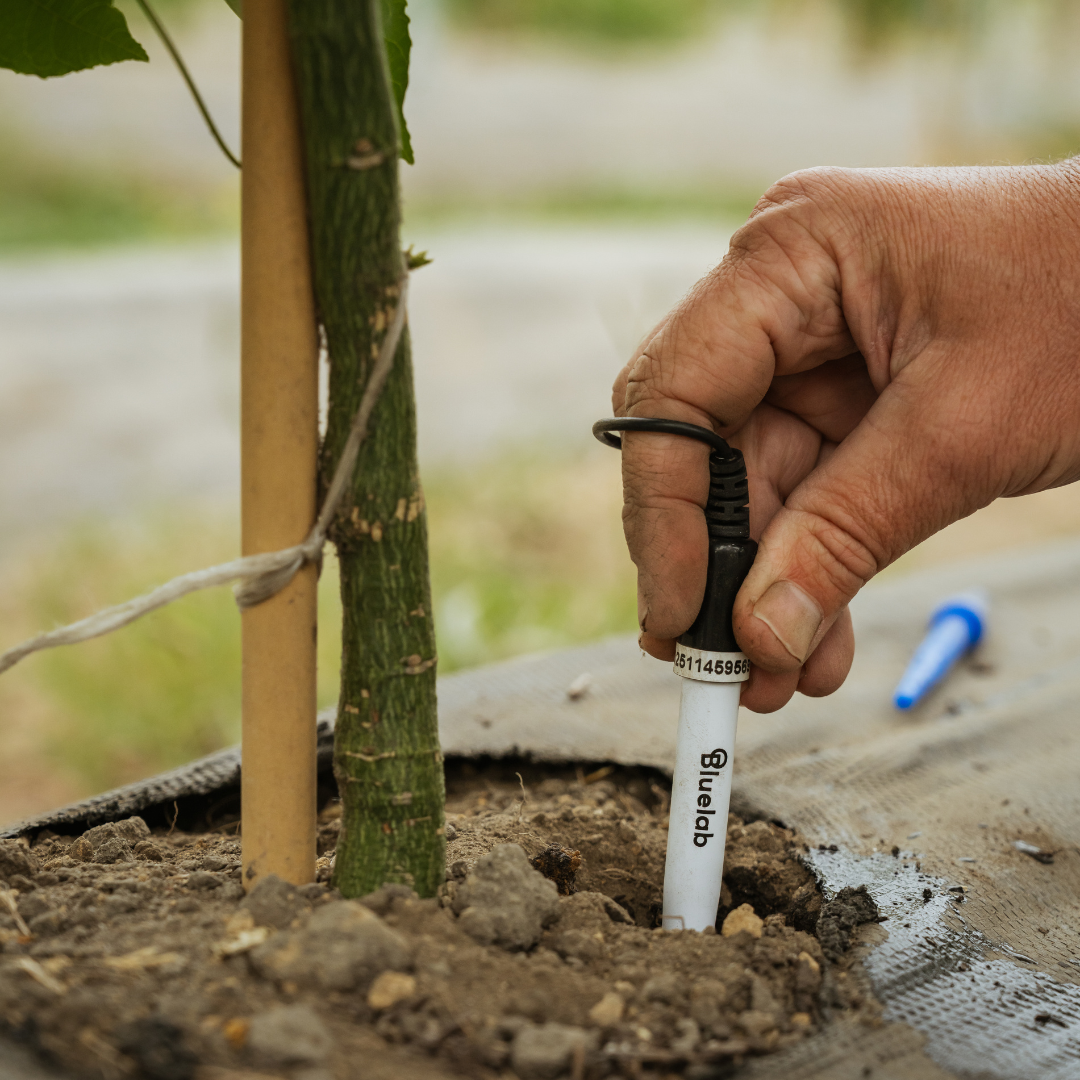 Bluelab Soil pH Probe