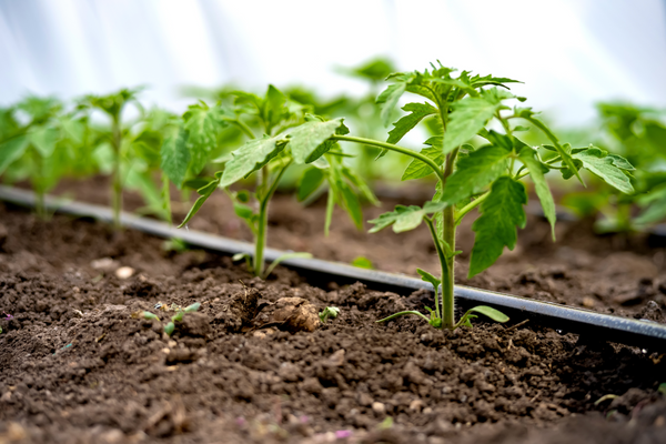 Young plants growing in soil with a blurred background